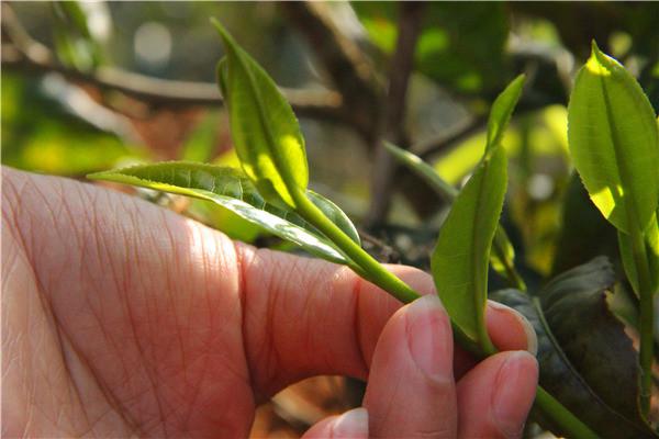 茶叶的用处（茶叶的功效与作用）